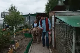 现实版帕丁顿熊 战斗民族夫妇养熊作为宠物对其疼爱有加