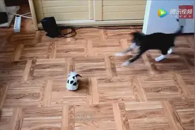 小猫和玩具狗玩了一整天！猫妈趴在一旁：我怕不是生了个傻子吧！视频封面