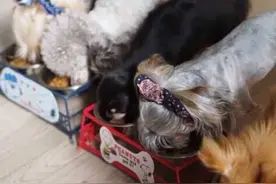 人类的这些美食可能会杀死你的狗狗图片