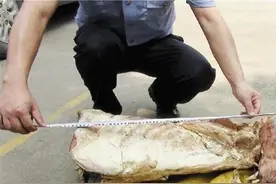 浙江破获特大野生动物贩卖案：狮子肉当老虎肉卖可贵4倍图片