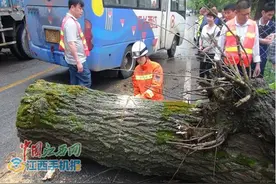 吉安万安：70厘米粗大树遭大风刮倒成“拦路虎”图片