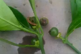 幼果被取食打洞，影响丰产稳产！这新虫害要预防且这么防！图片