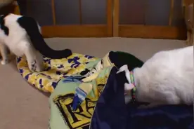 主人把旧衣服剪了，给猫咪们当睡袋！