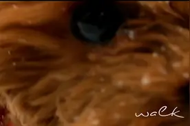 你是我的小小狗