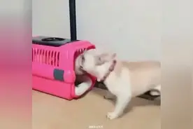 航空箱这么小，小法斗撅着腚非要往里挤！你考虑过里面那只狗子吗