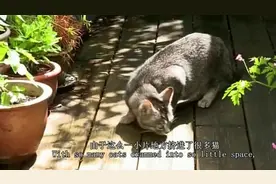 猫咪观察一：给它带上脖颈圈GPS定位特制摄像头来观察猫咪的世界