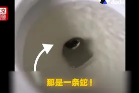 家庭主妇的最大噩梦？马桶里藏了一条巨蛇！视频封面