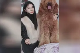 美女与巨型泰迪，这泰迪真的好大视频封面
