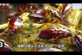 7个在家里出现的虫子！吸血虫也有视频封面