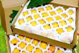 小小一颗黄果子居然能治数种小病图片