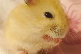 布丁仓鼠品种简介图片