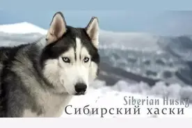 西伯利亚雪橇犬-哈士奇图片