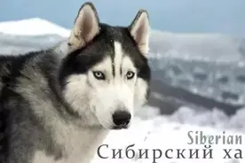 西伯利亚雪橇犬-哈士奇图片