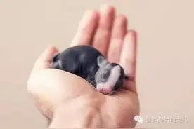 小兔子从出生到满月的照片，萌萌哒图片