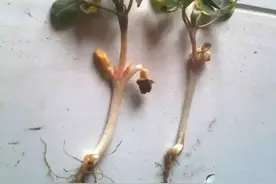 花生播种过深出苗后如何补救？图片