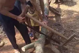 不得不令人“赞叹”的海黄砍树技巧图片