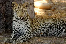 花豹准备捕杀松鼠，没想到反遭松鼠咬伤下巴图片