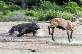 魔鬼般的科莫多巨蜥，残忍猎杀分食山羊，看得毛骨悚然！图片