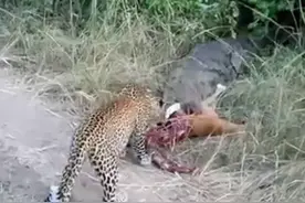 鳄鱼紧紧咬住羚羊，花豹贴着鳄鱼嘴巴抢食，鳄鱼傻眼居然这么来做图片