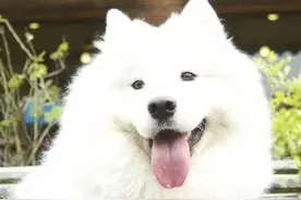 主人昏倒在地，黄金猎犬一直在旁边守候，这只萨摩耶犬却消失不见图片
