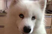 当狗狗学会翻白眼？整个世界都萌化了图片