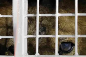 秘鲁马戏团33只受虐狮子获救回南非新家图片