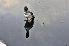 可怜小鸭子跌进结冰湖里，大家见死不救时，他却做出令人惊讶举动图片