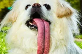 狗狗的清洁养护图片