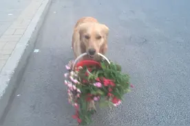萌狗“卖”花图片