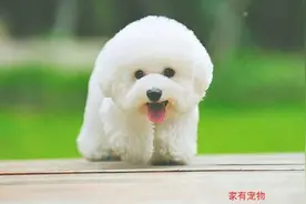 排名前5的最小的狗品种图片