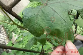 石硫合剂防治葡萄霜霉病和白粉病的实际效果照片图片