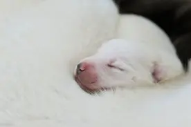 新生幼犬：憨态可掬的毛孩子，萌到爆炸！图片