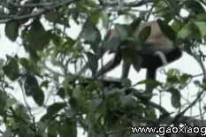 被压在山下五百年的大圣有点饥不择食了（整理爆笑GIF)图片