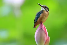 听鸟唤谁　问花笑什　荷喧雨至　萍皱风来图片