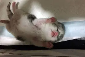 刚出生十天的小奶猫，睡觉的姿势能萌化冰山！图片