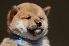 每次总把秋田喊成柴柴，虽然它们都很憨但这些差异你要知道图片