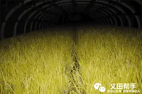 蒜黄高产栽培新技术详细介绍图片