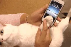 你敢用猫爪子设置指纹解锁吗？图片