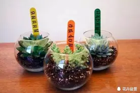 太会玩了，创意无限的盆栽图片