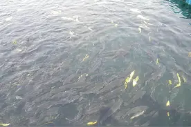 牛粪的利用，太神奇了图片