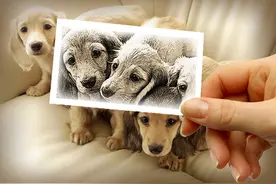 细谈纺织厂金毛金厂长：你可是我滴情人呐~图片