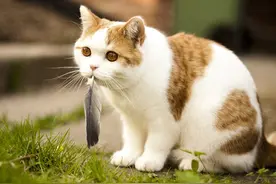 猫咪总是乱吃东西，塑料袋，化妆棉，甚至还会咬仙人掌图片