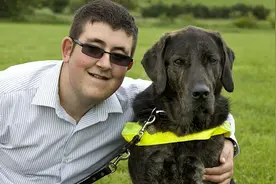 因为对食物过敏，这只拉布拉多只能吃素食图片