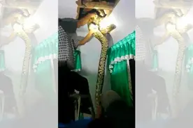 一居民房天花板里面发现超大蟒蛇！视频封面