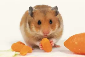 万万没想到啊你是这样的仓鼠，竟把食物藏“屁股”。。图片