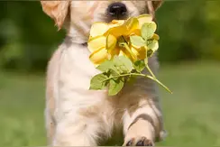 狗常见问题处理，努力争取让狗狗生活的更好吧！图片