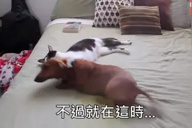 这只狗狗情绪失控又蹦又跳，没想到猫咪接下来的举动让它安静下来图片