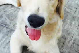 给新手一点买狗的小建议、、图片