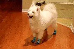 够你笑半年，狗狗穿上鞋子后简直就是群魔乱舞！图片