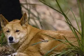 中华神犬藏獒再厉害也敌不过澳洲野狗，野性十足随便咬人太凶残图片